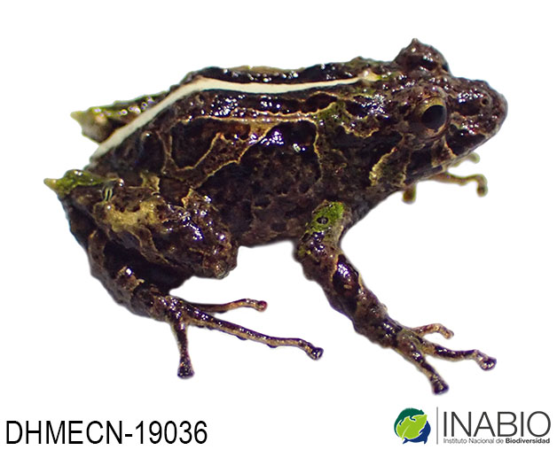 Craugastoridae image