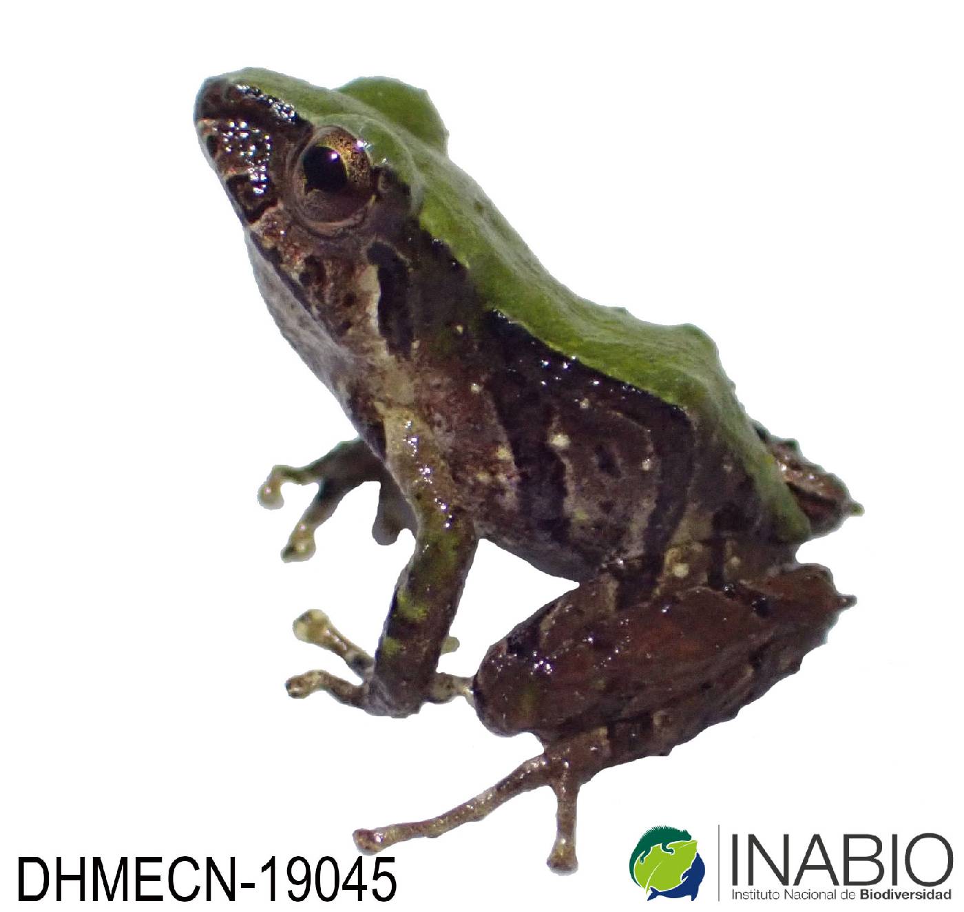 Ceuthomantinae image