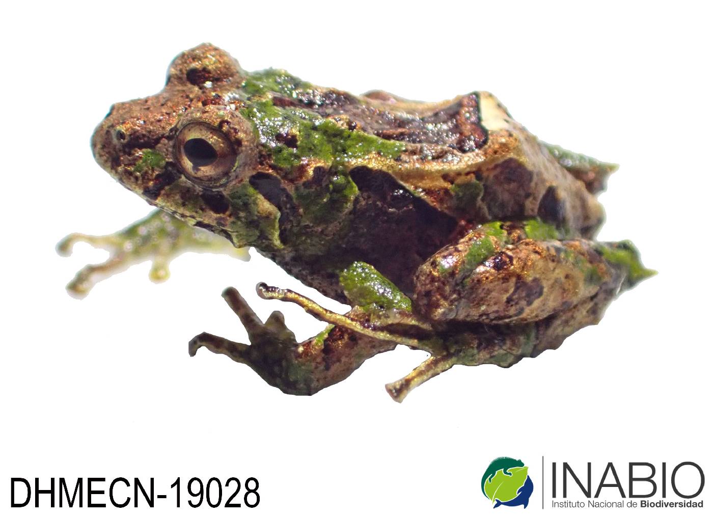 Pristimantis broaddus image