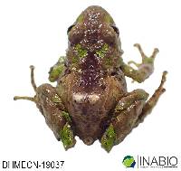 Pristimantis broaddus image