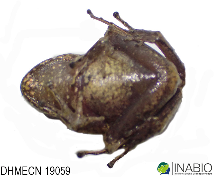 Ceuthomantinae image