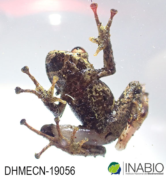 Craugastoridae image