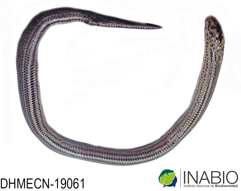 Atractus savagei image