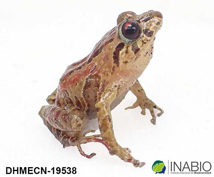 Pristimantis shatheri image