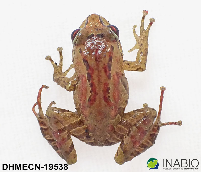 Pristimantis shatheri image