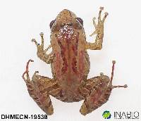 Pristimantis shatheri image