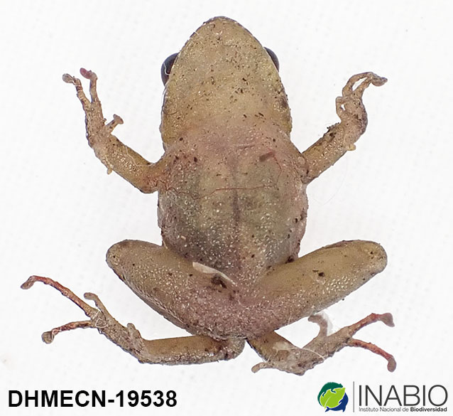 Pristimantis shatheri image