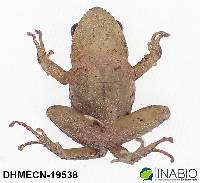 Pristimantis shatheri image