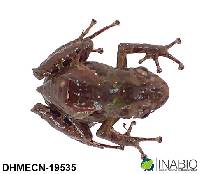 Pristimantis praemortus image