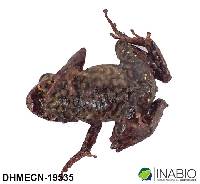 Pristimantis praemortus image