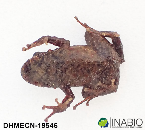 Craugastoridae image