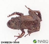 Pristimantis praemortus image