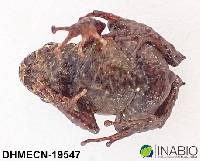 Pristimantis praemortus image