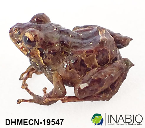 Pristimantis praemortus image