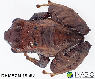 Craugastoridae image