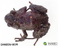 Pristimantis praemortus image