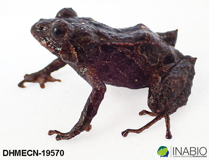 Pristimantis image