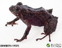 Pristimantis praemortus image