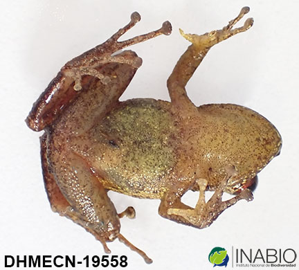 Craugastoridae image