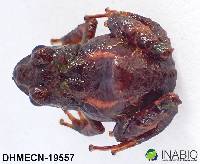 Pristimantis praemortus image