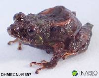 Pristimantis praemortus image
