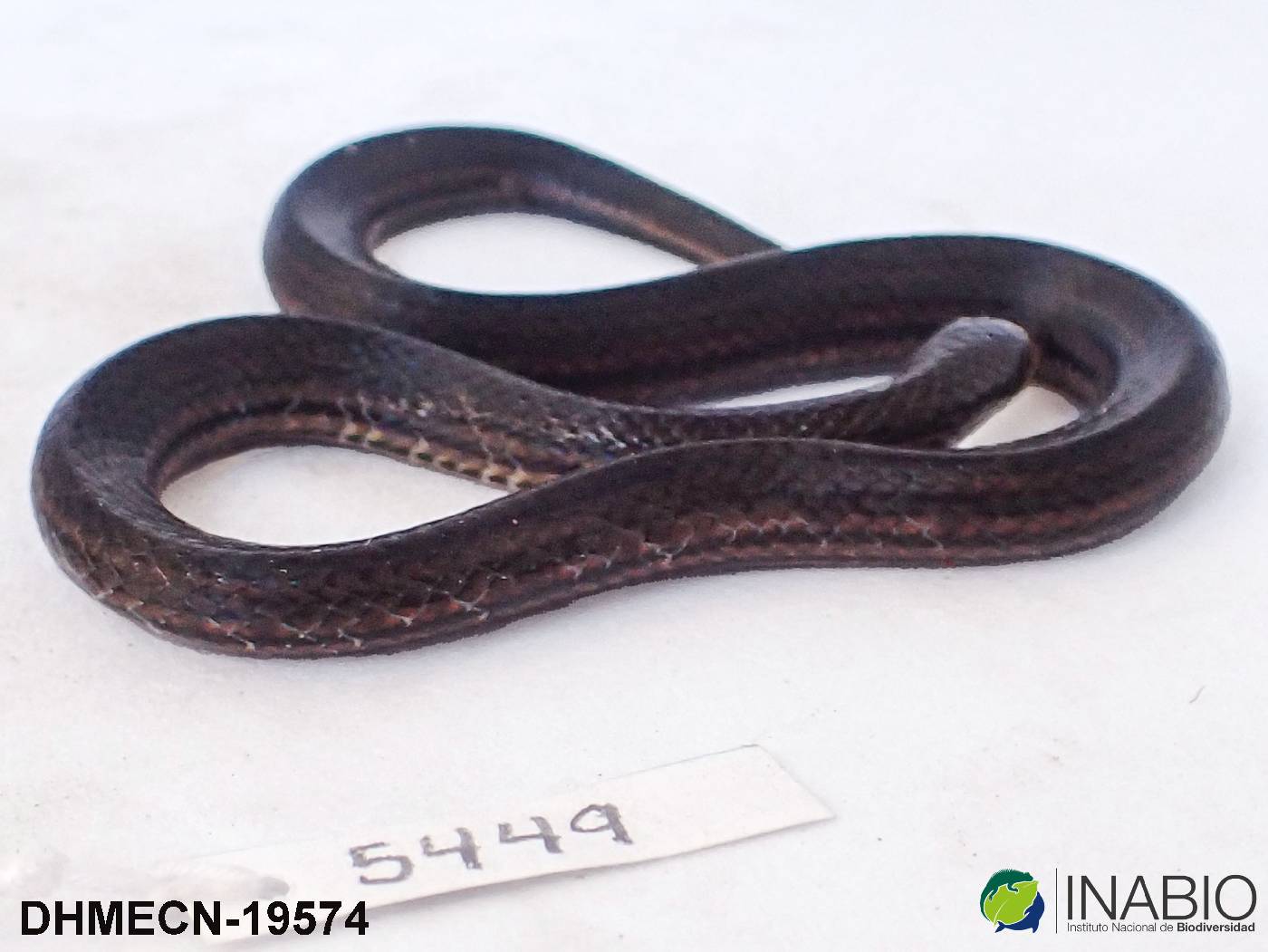 Atractus savagei image