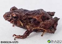 Pristimantis praemortus image