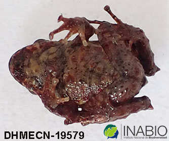 Pristimantis praemortus image