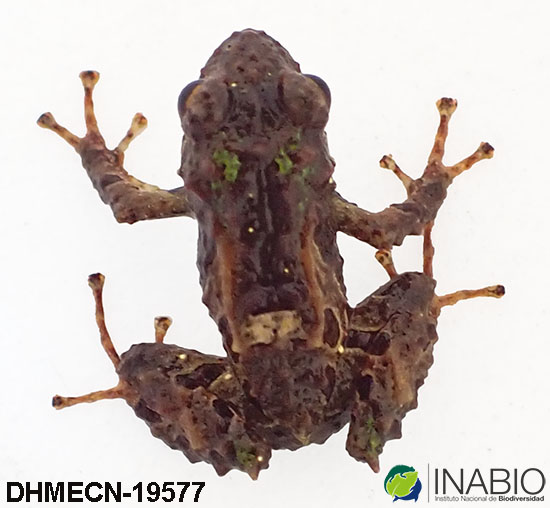 Craugastoridae image