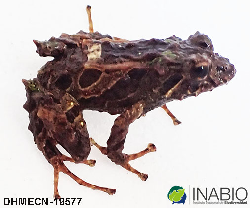 Craugastoridae image