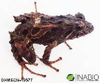 Pristimantis praemortus image