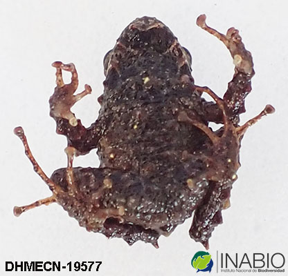 Pristimantis praemortus image