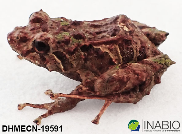 Pristimantis praemortus image