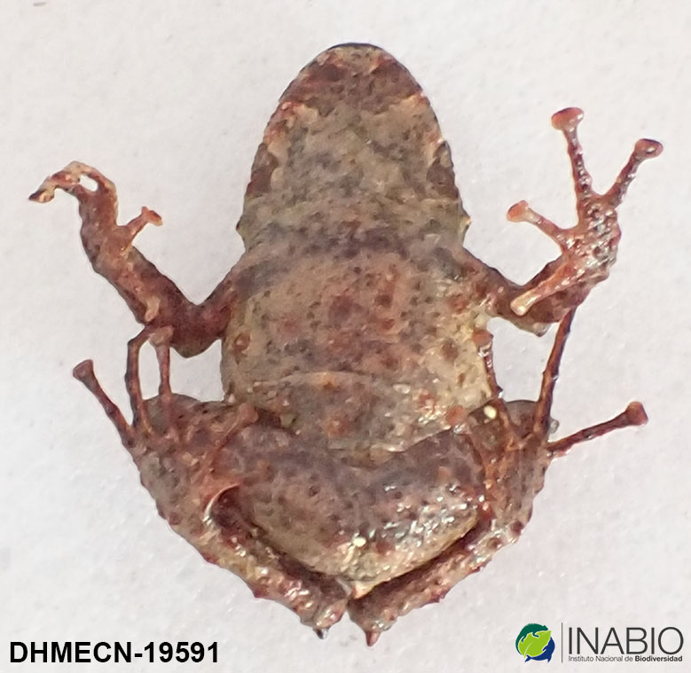 Pristimantis praemortus image