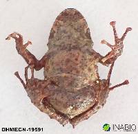 Pristimantis praemortus image
