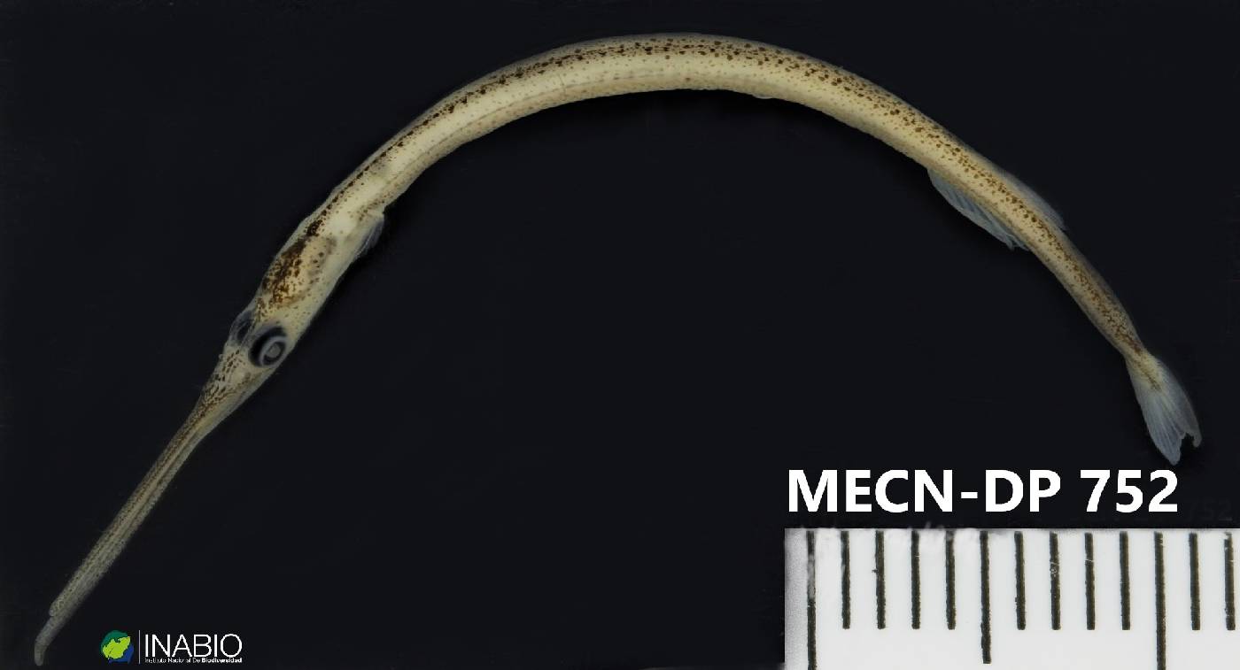 Pseudotylosurus angusticeps image