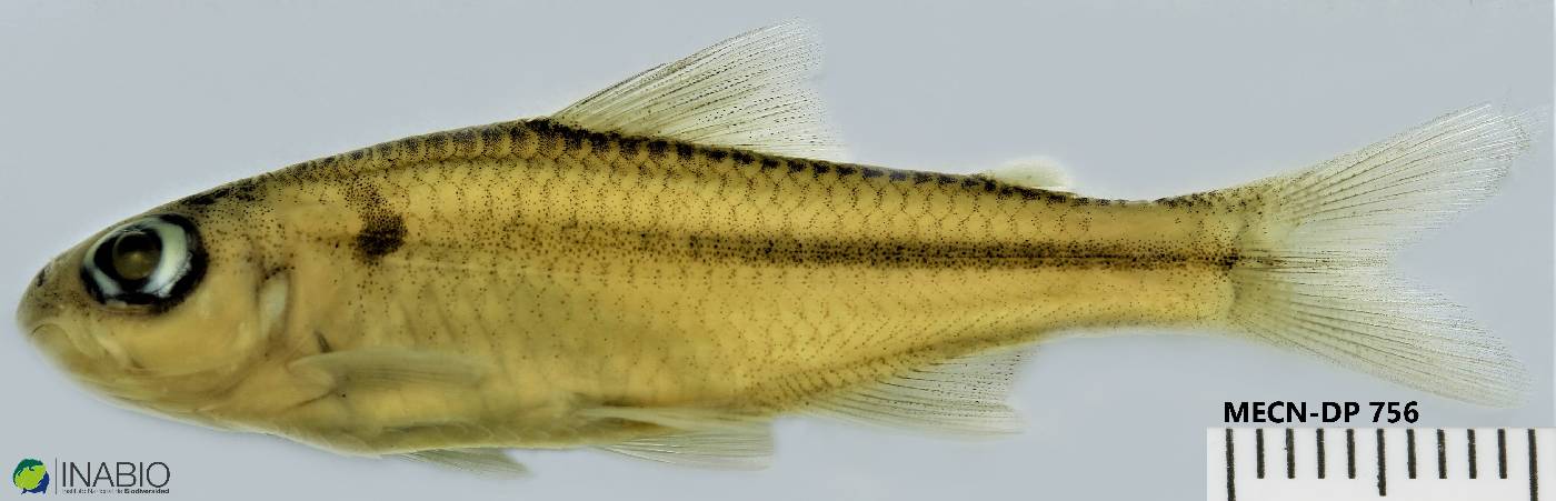 Creagrutus barrigai image