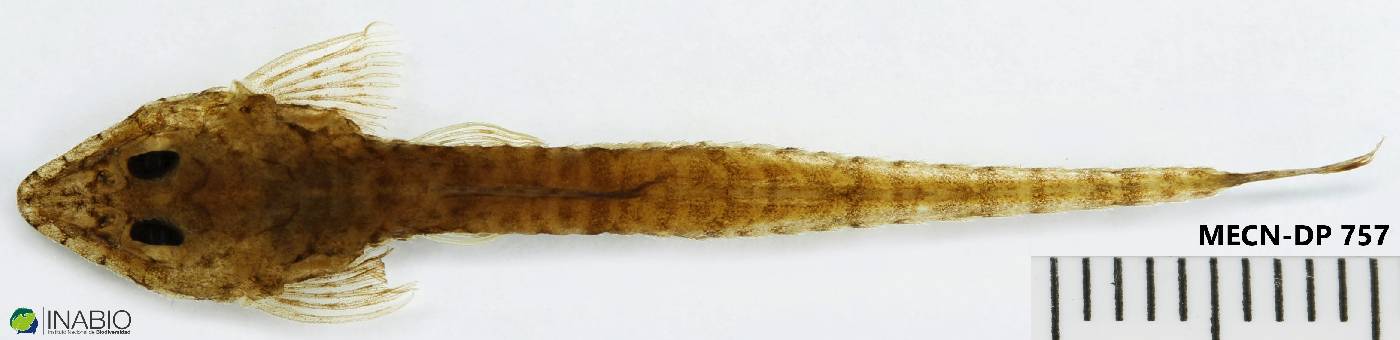 Loricariidae image