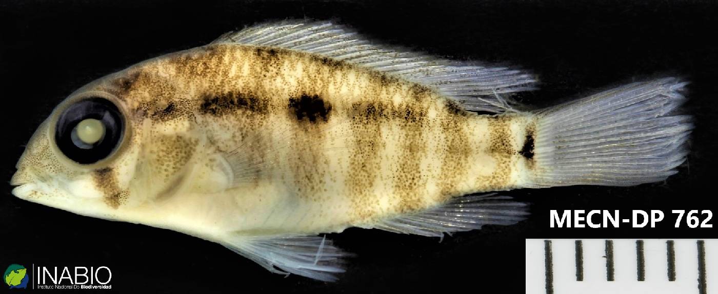 Bujurquina mariae image