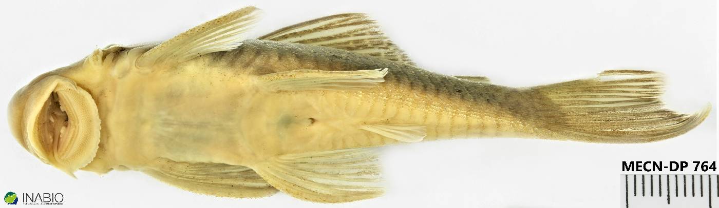 Loricariidae image