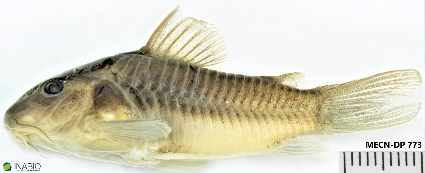 Corydoras aeneus image