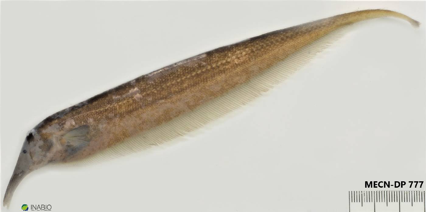 Sternarchorhynchus curvirostris image