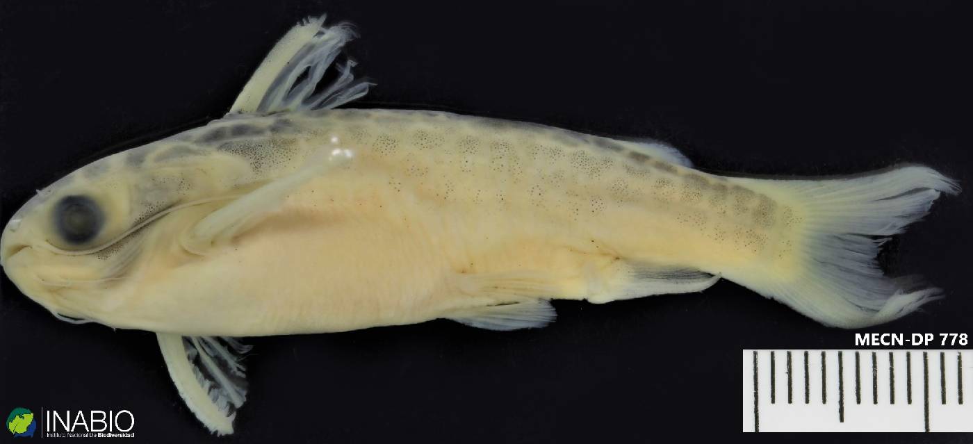 Centromochlus perugiae image