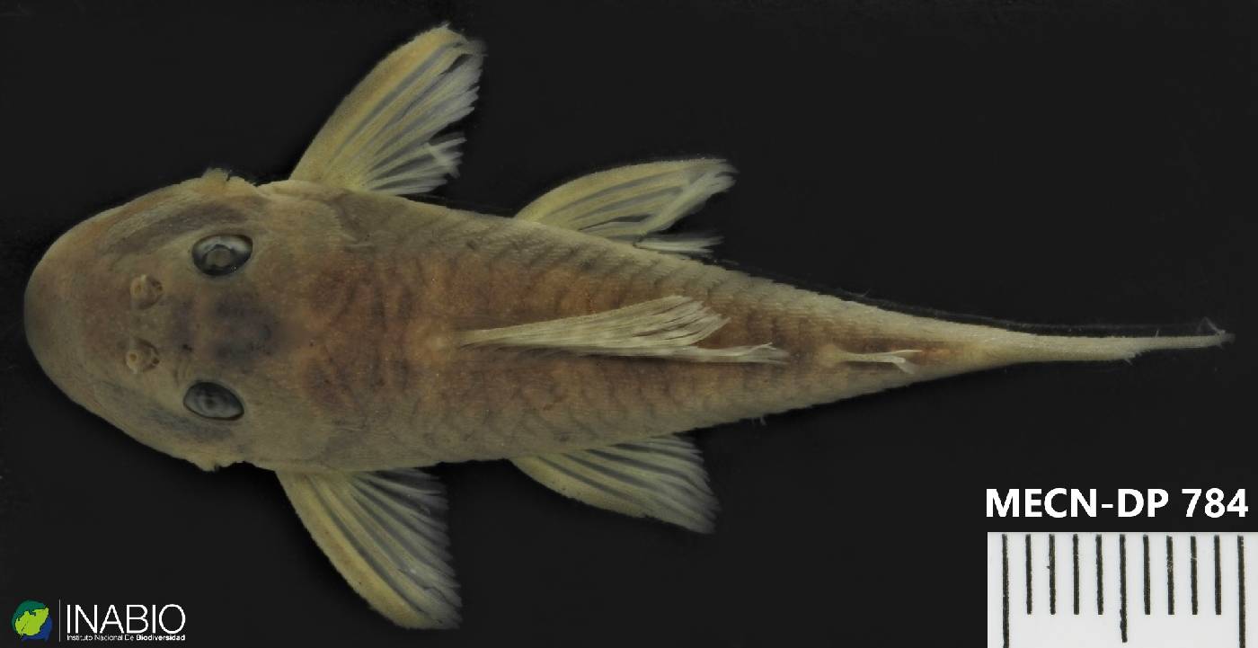 Chaetostoma vagum image