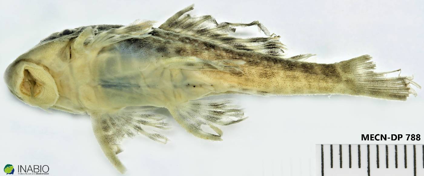 Hypostomus image