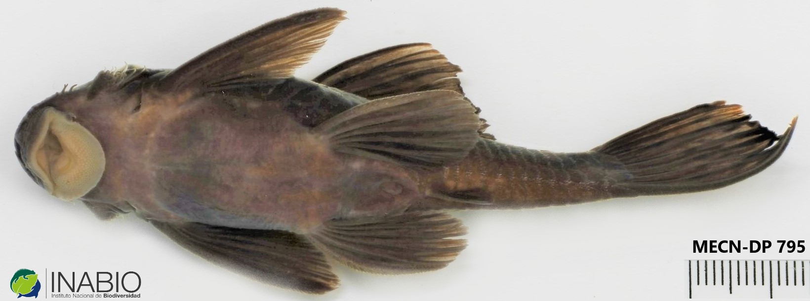 Ancistrus malacops image