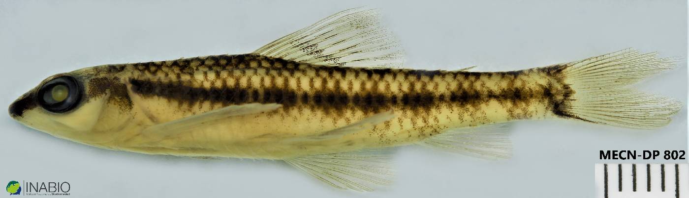 Characidium boehlkei image