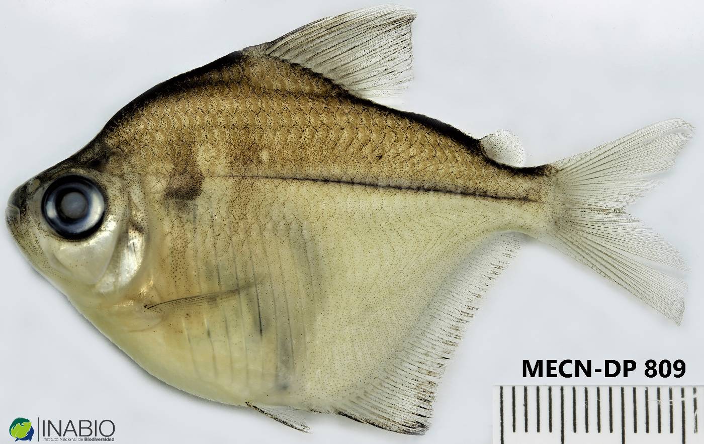 Brachychalcinus copei image