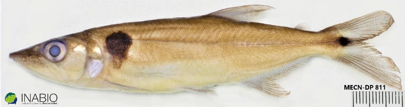 Acestrorhynchus lacustris image