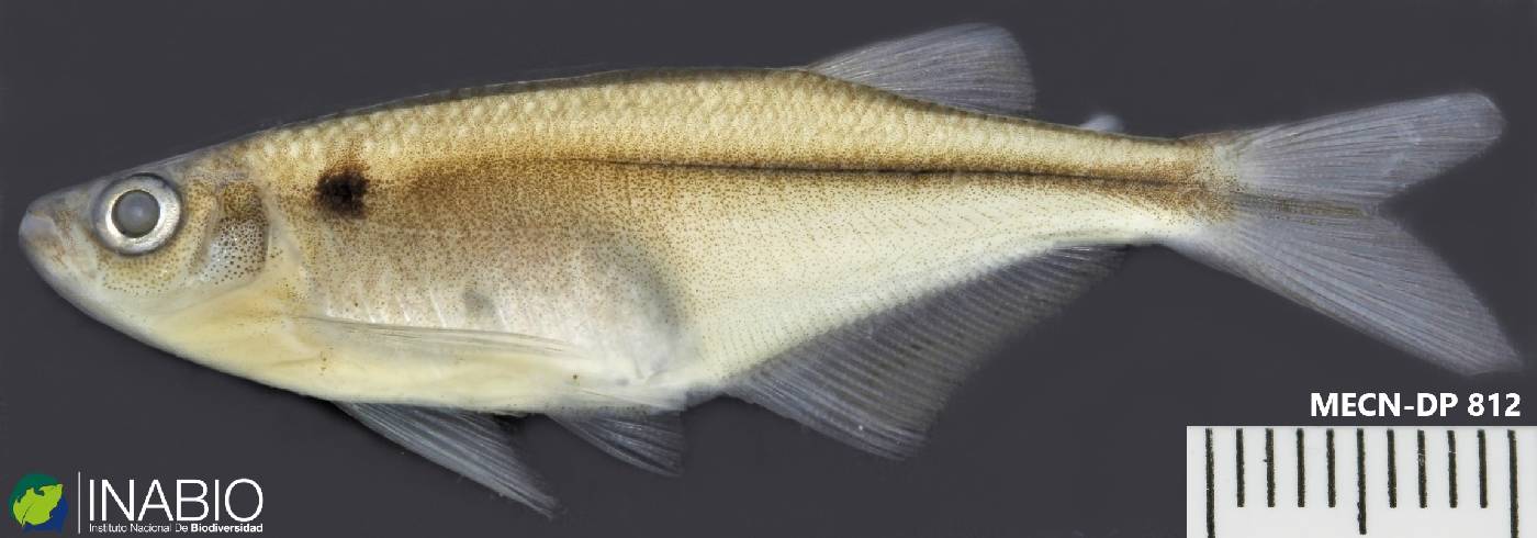 Chrysobrycon hesperus image